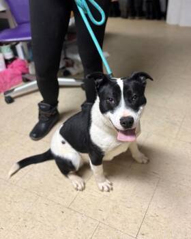 Collie and Mixed Breed Dogs Available for Adoption - Hugs & Kisses | PetCurious