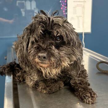 Bow -  Mixed Breed Dog for Adoption in Newark, New Jersey - Bow | PetCurious