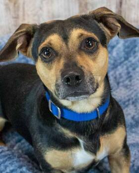 Houston -  Beagle and Dachshund Dog for Adoption in Kennesaw, Georgia - Houston | PetCurious