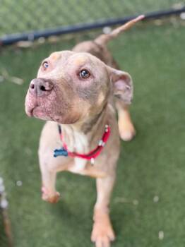 Staffordshire Bull Terrier and American Bully Dogs Available for Adoption in Columbia, Illinois - Phoenix | PetCurious