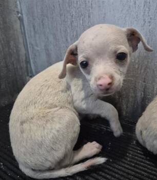 A816384 -  Chihuahua Dog for Adoption in San Antonio, Texas - A816384 | PetCurious