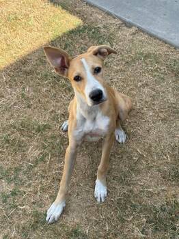 CUPCAKE -  Greyhound and Mixed Breed Dog for Adoption in Forney, Texas - CUPCAKE | PetCurious