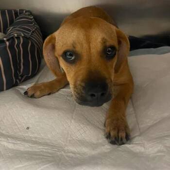 Dachshund and Terrier Dogs Available for Adoption in Beaumont, Texas - Bubu | PetCurious