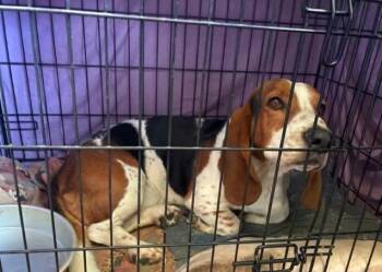 Hercules $550 -  Basset Hound Dog for Adoption in West Milwaukee, Wisconsin - Hercules $550 | PetCurious