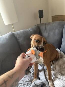 Daisy Leigh -  Cattle Dog Dog for Adoption in Salt Lake City, Utah - Daisy Leigh | PetCurious