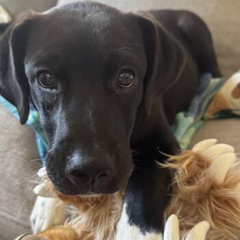 Rescue Retriever and Terrier Dogs for Adoption in Plainfield, Illinois - Muffin | PetCurious