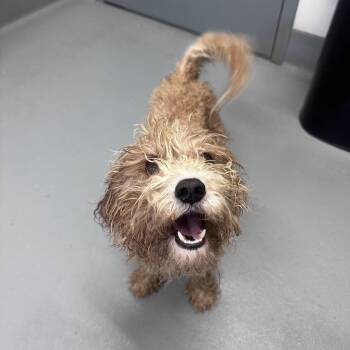 Sawyer -  Miniature Poodle Dog for Adoption in Mount Vernon, Indiana - Sawyer | PetCurious