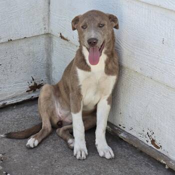 Oakley -  Mixed Breed Dog for Adoption in Klamath Falls, Oregon - Oakley | PetCurious