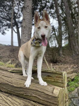 Rescue Siberian Husky Dogs for Adoption in Palo Alto, California - Fries | PetCurious