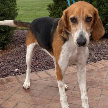 Wanda -  Treeing Walker Coonhound and Mixed Breed Dog for Adoption in Chester, Maryland - Wanda | PetCurious