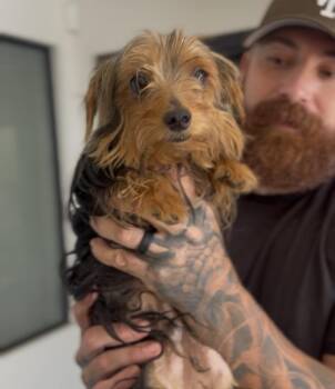 Jefferson -  Yorkshire Terrier Dog for Adoption in Ventura, California - Jefferson | PetCurious
