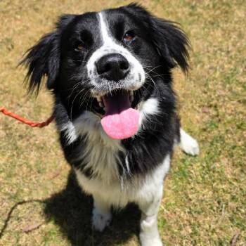 Oreo McFlurry -  Australian Shepherd and Border Collie Dog for Adoption in Newport Beach, California - Oreo McFlurry | PetCurious