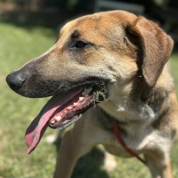 Rescue German Shepherd Dog Dogs for Adoption in Orangeburg, South Carolina - Brownie | PetCurious
