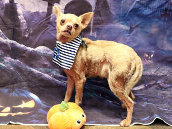 Rescue Chihuahua Dogs for Adoption in Apple Valley, California - Turner | PetCurious