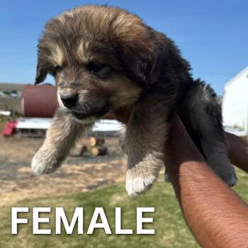 German Shepherd Dog and Great Pyrenees Dogs Available for Adoption in Tacoma, Washington - Custard | PetCurious