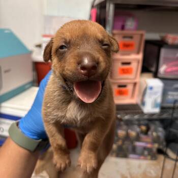 Jordy -  Shepherd Dog for Adoption in Edinburg, Texas - Jordy | PetCurious