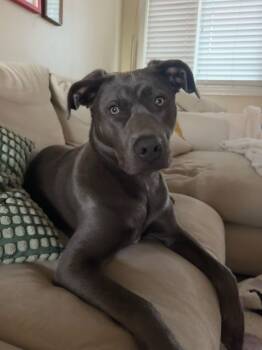 Pit Bull Terrier and Belgian Shepherd Malinois Dogs Available for Adoption in Camp Pendleton North, California - Olive | PetCurious