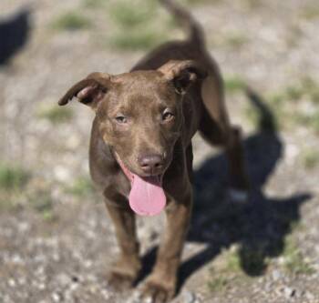 Simba -  Mixed Breed Dog Available for Adoption in Chatsworth, Georgia - Simba | PetCurious