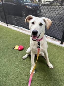 TAWNY -  Labrador Retriever and Mixed Breed Dog for Adoption in Minneapolis, Minnesota - TAWNY | PetCurious