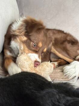 Rescue Australian Shepherd Dogs for Adoption in Ontario, California - Linnie | PetCurious