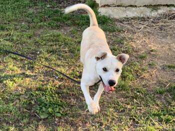 Labrador Retriever Dogs Available for Adoption in Naperville, Illinois - Frost | PetCurious