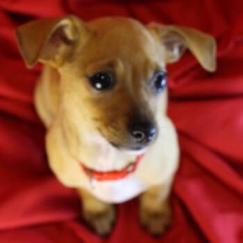 Marmalade -  Chiweenie Dog for Adoption in San Antonio, Texas - Marmalade | PetCurious