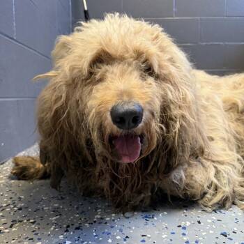 TUSC-Stray-85024 -  Golden Retriever and Poodle Dog for Adoption in Tuscaloosa, Alabama - TUSC-Stray-85024 | PetCurious