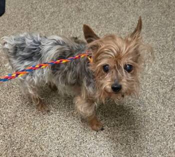Wizzle -  Yorkshire Terrier Dog for Adoption in Fruit Heights, Utah - Wizzle | PetCurious