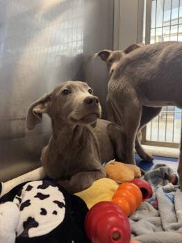 Weimaraner Dogs Available for Adoption - Gordo | PetCurious