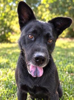 Dixie Mavis -  Chow Chow and German Shepherd Dog Dog for Adoption in Chattanooga, Tennessee - Dixie Mavis | PetCurious