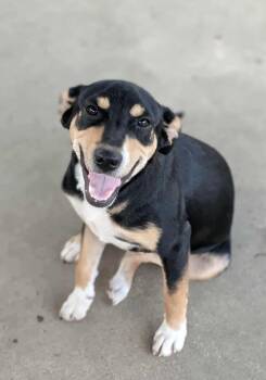 Rescue Carolina Dog and Black Mouth Cur Dogs for Adoption in Syracuse, New York - Rain | PetCurious