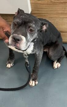 Gem -  Mixed Breed Dog for Adoption - Gem | PetCurious