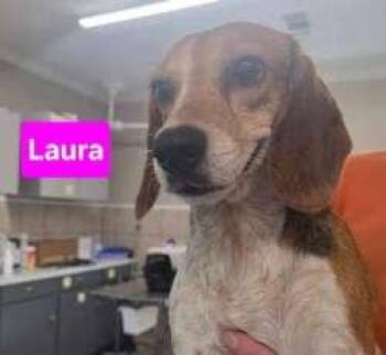 Laura -  Beagle Dog for Adoption in Sudbury, Massachusetts - Laura | PetCurious