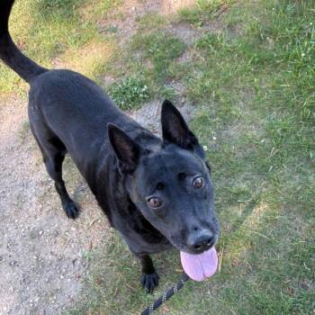 Sasha -  Mixed Breed Dog for Adoption in Hampton Bays, New York - Sasha | PetCurious