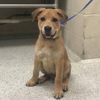 HUBERT -  Labrador Retriever and Mixed Breed Dog for Adoption in Conroe, Texas - HUBERT | PetCurious