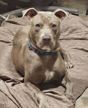American Staffordshire Terrier Dogs Available for Adoption - Pierce | PetCurious