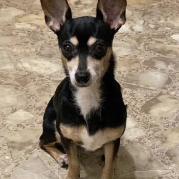 Rescue Chihuahua and Miniature Pinscher Dogs for Adoption in South Riding, Virginia - Miss Georgie | PetCurious