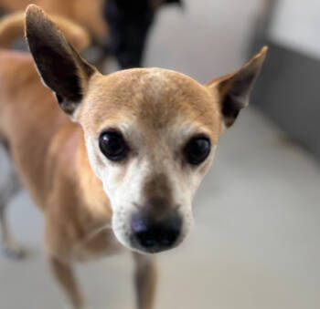 Rescue Chihuahua Dogs for Adoption in Los Angeles, California - Dynamite #7794 | PetCurious