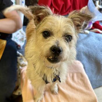 Cyprus 14499 -  Terrier Dog for Adoption in San Francisco, California - Cyprus 14499 | PetCurious