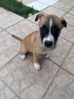 Labrador Retriever Dogs Available for Adoption - Stefon Diggs | PetCurious