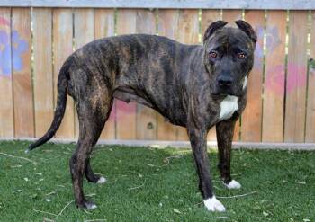 KIRA -  Pit Bull Terrier Dog for Adoption in West Valley City, Utah - KIRA | PetCurious