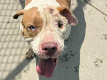 ROUGE -  Pit Bull Terrier Dog for Adoption in Tulsa, Oklahoma - ROUGE | PetCurious
