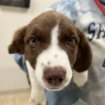 Beagle Dogs Available for Adoption - Elena | PetCurious