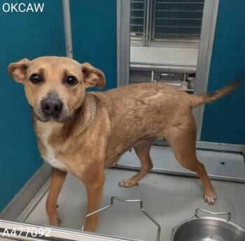 A477092 -  German Shepherd Dog and Mixed Breed Dog for Adoption in Oklahoma City, Oklahoma - A477092 | PetCurious
