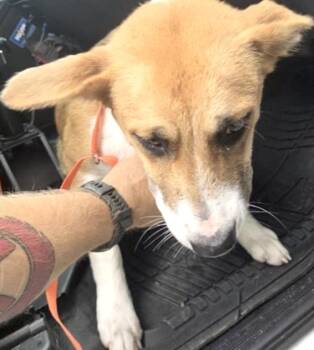 Rescue Labrador Retriever and Mixed Breed Dogs for Adoption in Houston, Texas - A639470 | PetCurious
