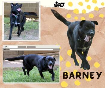 Barney -  Retriever Dog for Adoption in Lindsay, California - Barney | PetCurious