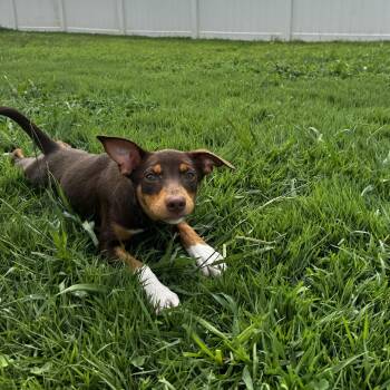 Jocelyn -  Australian Kelpie and Miniature Pinscher Dog for Adoption in Rock Hill, South Carolina - Jocelyn | PetCurious