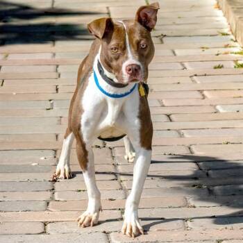 Pit Bull Terrier and Mixed Breed Dogs Available for Adoption in St. Louis, Missouri - LUNA | PetCurious