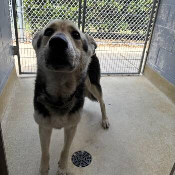 German Shepherd Dog Dogs Available for Adoption in Windsor, Virginia - Stella | PetCurious