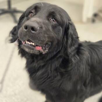 Golden Retriever Dogs Available for Adoption in Normal, Illinois - Ludo | PetCurious